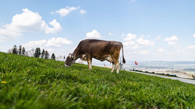Panoramahof_Furrer_Beinwil_Kuh