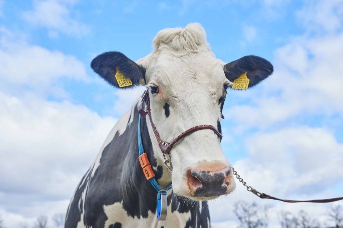 Püntenmas, Remo Stierli, Birmensdorf_Kuh_Portrati_2