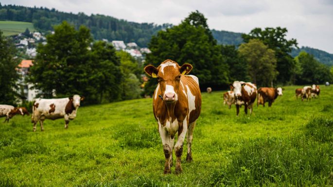 Rummelbach_Wiederkehr_Rudolfstetten_Kuh