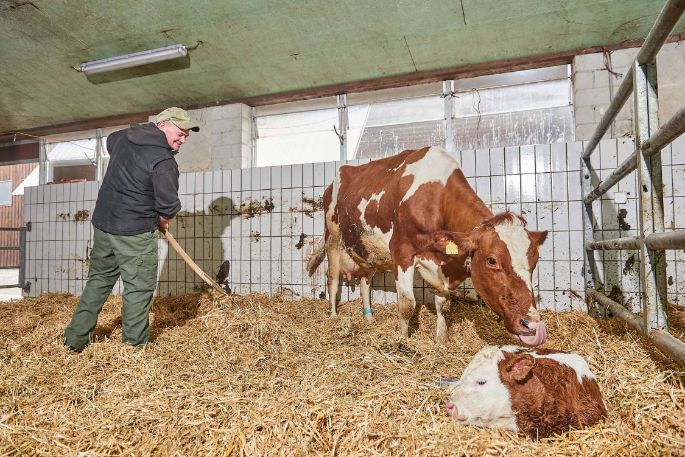 Sädelhof, Thomas und Jan Bühlmann-Scheidegger, Berikon_Stall mit Kuh