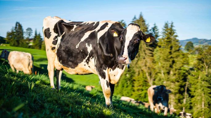 Schürtanne_Schnider_Hasle_LU_Kuh