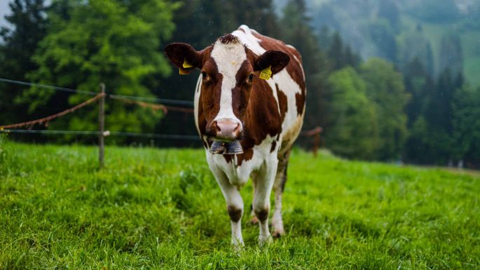 Seileren_Nyffeler_Gondiswil_Kuh