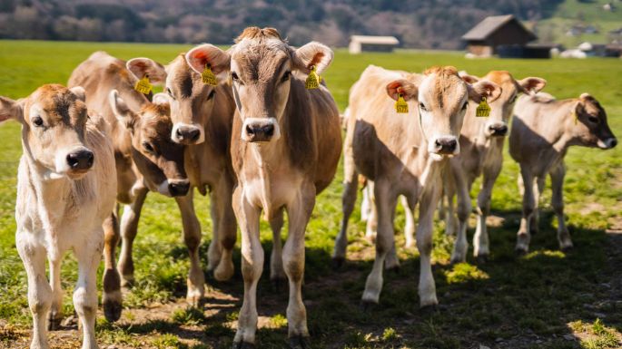 Selethof_Seliner_Schaenis_Kühe