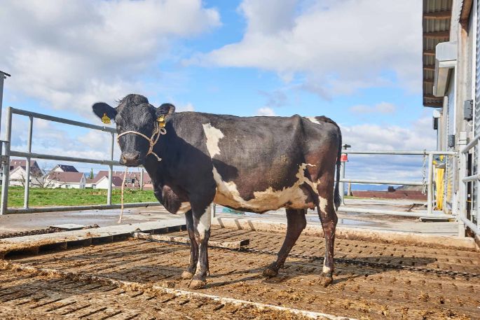Sonnenhof Burger, Anna und Lukas Burger, Rudolfstetten_Kuh Ganzkörper