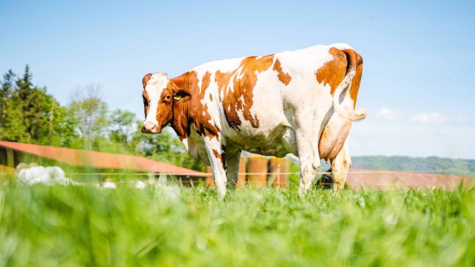 Sonnenhof_Schneider_Fisibach_Kuh