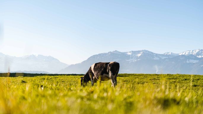 Spinnerei_Lindenmann_Uznach_Kuh1