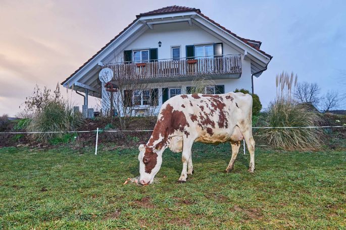Steiacherhof, Thomas Zimmermann, Fisibach_Kuh_Ganzkörper