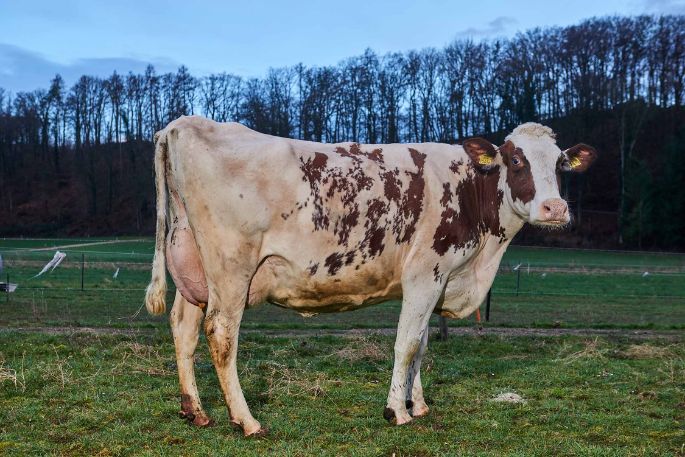 Steiacherhof, Thomas Zimmermann, Fisibach_Kuh_Ganzkörper_3