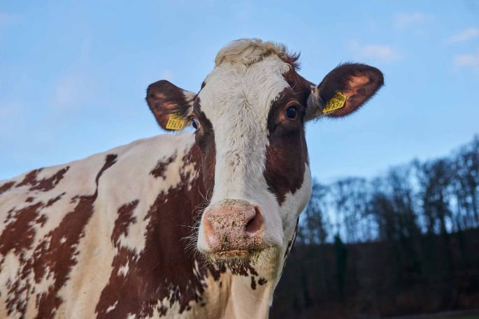 Steiacherhof, Thomas Zimmermann, Fisibach_Kuh_Portrait_2