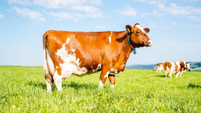 Steig_Bachmann_Niederweningen_Kuh