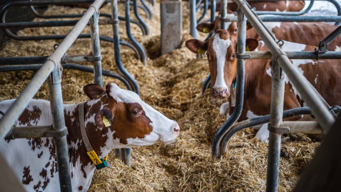 Steinbrüggli_Schlatter_Otelfingen_Kuh