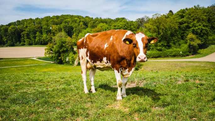 Steinhof_Suter_Zobrist_Hendschiken_Kuh_2
