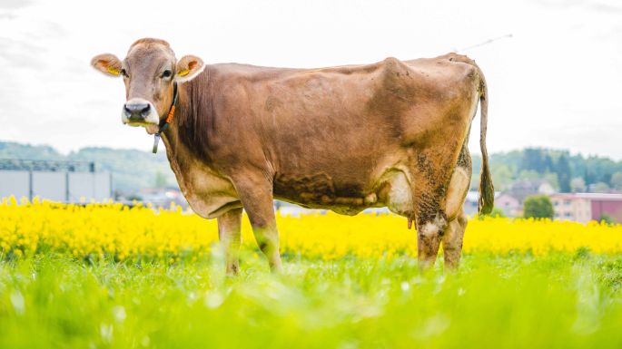 Storenächerhof_Wertli_Zufikon_Kuh