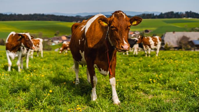 Studerhof_Wüthrich_Walterswil_Kuh