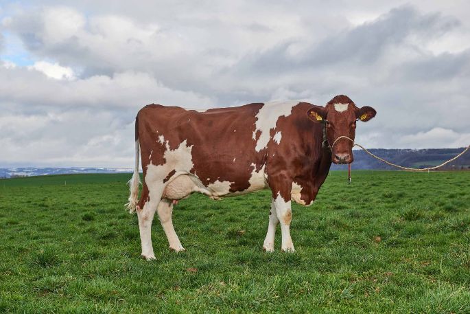 Sunnehof, Otto Zimmermann-Oeschger, Döttingen_Kuh_Ganzkörper_2