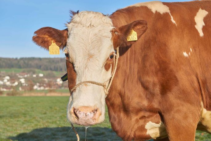 Surenmatte, Wendelin Wyss-Häfliger, Triengen_Kuh_Portrait