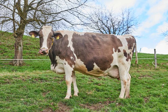 Talacherhof, Patrick Müller, Lengnau_Kuh_Ganzkörper_3