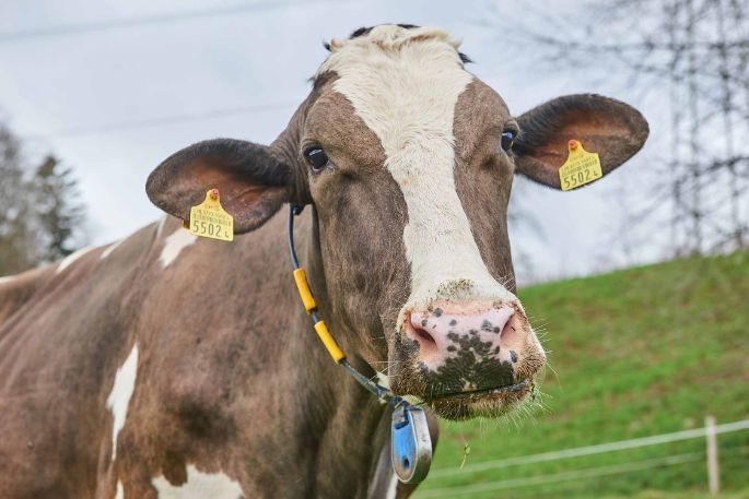 Talacherhof, Patrick Müller, Lengnau_Kuh_Portrait_2