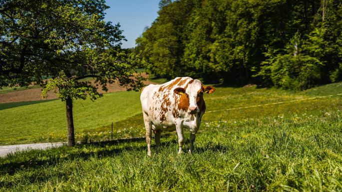 Talhof_Blaser_Seengen_Kuh