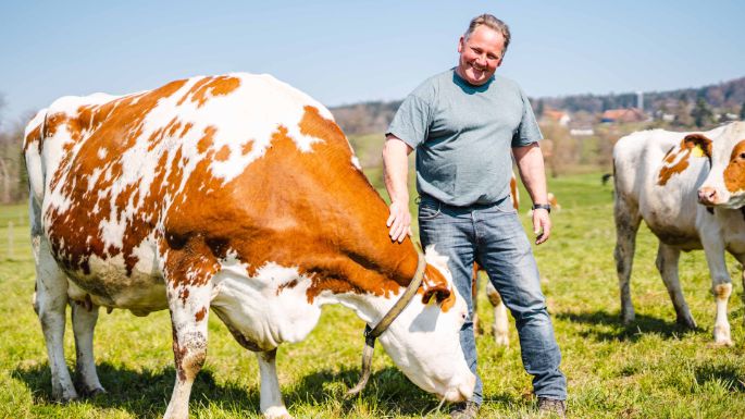 Tambelhof_Stalder_Herrliberg_Kuh_2