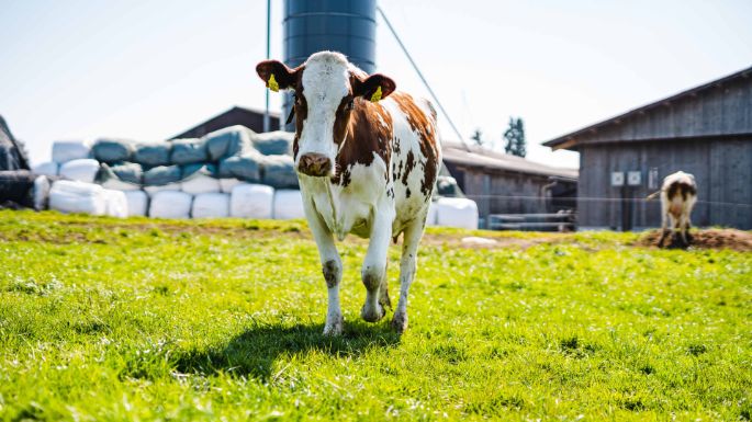 Tambelhof_Stalder_Herrliberg_Kuh_3