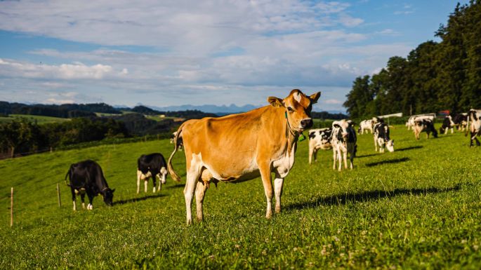 Vorder Leggiswil_Affolter_Wynigen_Kuh