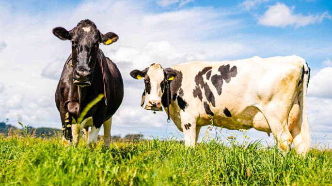 Vorderes_Gummi_Salzmann_Utzigen_Kuh