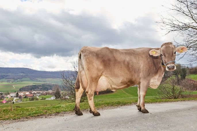 Waldhof, Markus Borner, Schneisingen_Kuh_Ganzkörper_2