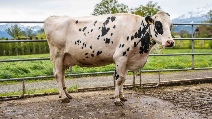 Wegscheiden_Ottiger_Rothenburg_Kuh