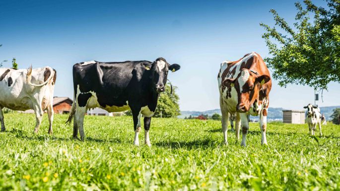 Weidriethof_Zeller_Seegr?ben_Kuh