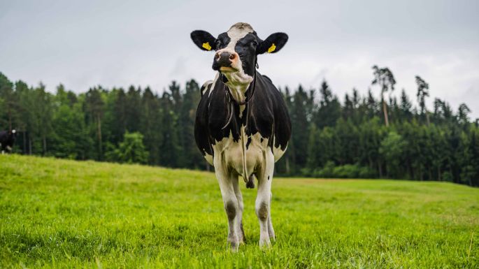 Wiegenhof_Stefani_Döttingen_Kuh