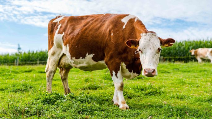 Wilhelm_Wilhelm_Uerkheim_Kuh