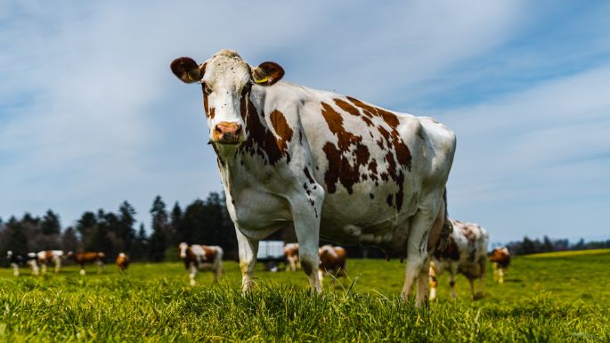 Wymann_Wymann_Oberburg_Kuh